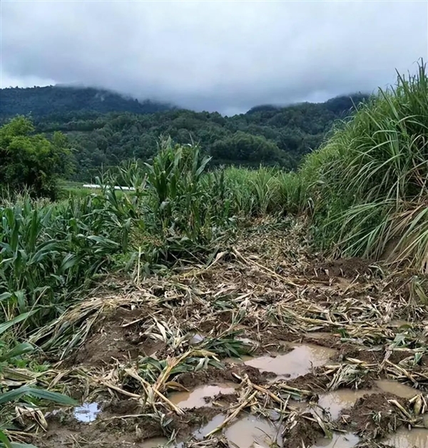 非洲要送英國、德國3萬頭大象 不能不要！嘗嘗和大象生活的滋味吧