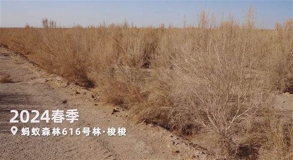 螞蟻森林超9成樹種在“三北”攻堅戰核心區 再捐1億元支持甘肅治沙