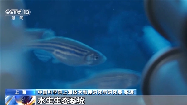 中國首次！神舟十八號乘組“太空養魚”實驗揭曉：建立生態平衡系統