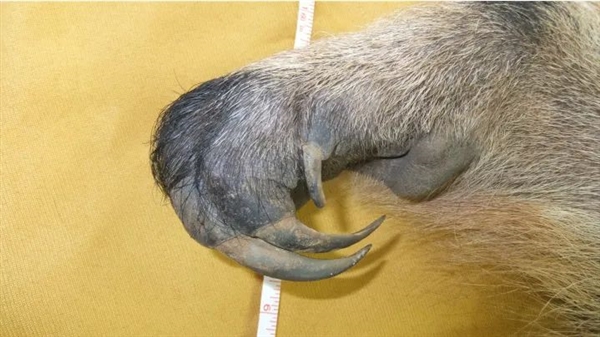 為了保命：這種奇怪的動物進化出了“分身”！