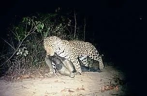 為了保命：這種奇怪的動物進化出了“分身”！