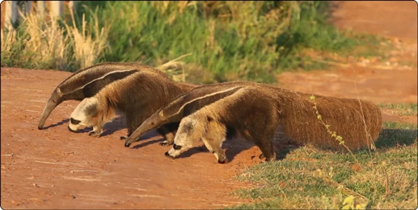 為了保命：這種奇怪的動物進化出了“分身”！