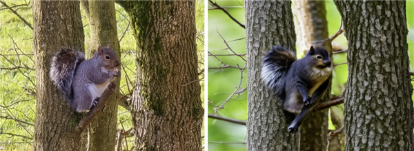 手機拍月亮自動P紋理和細節：AI會在照片上加什么東西