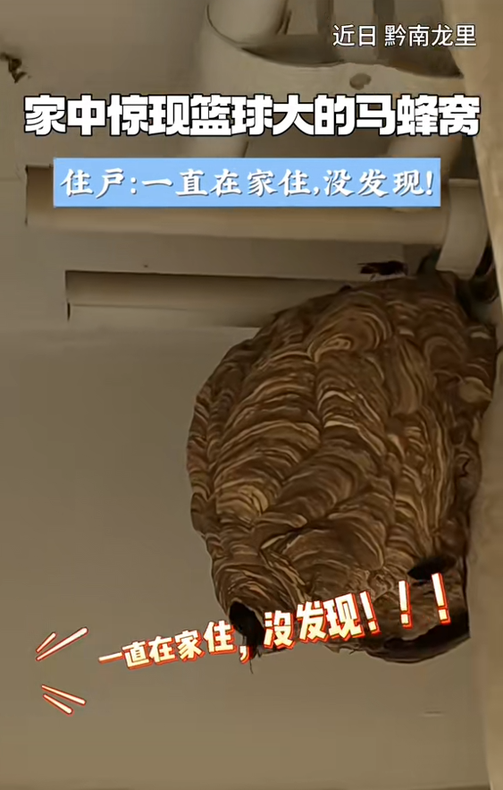 貴州一戶人家驚現籃球大馬蜂窩 一直住人竟沒發現