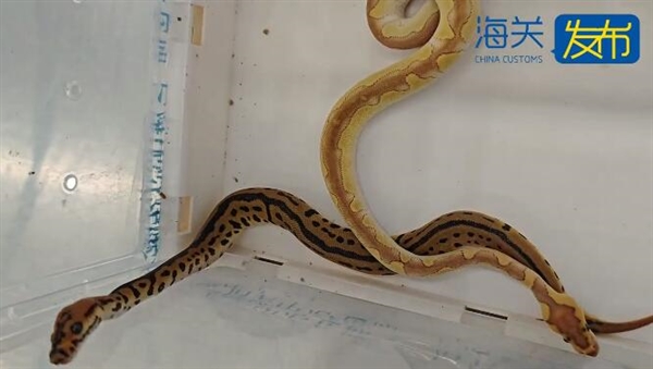 胸口睡大蛇 4名女子身藏8條瀕危蟒蛇進境被查