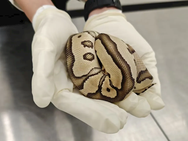 胸口睡大蛇 4名女子身藏8條瀕危蟒蛇進境被查