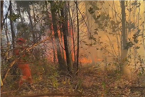 多名熊孩子野外玩火致燒山：家長賠償145萬元